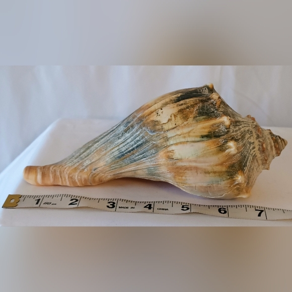 12๐ฐ๐ป.๐๐ต๐จ.๐๐ญ๐ข.๐๐ฆ๐บ๐ด ๐๐ฐ๐ถ๐ฏ๐ฅ ๐๐ฉ๐ฆ๐ญ๐ฌ ๐๐ฐ๐ฏ๐ค๐ฉ ๐๐ฉ๐ฆ๐ญ๐ญ - Picture 1 of 9